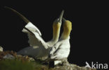 Northern Gannet (Morus bassanus)