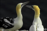 Northern Gannet (Morus bassanus)