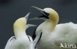 Northern Gannet (Morus bassanus)