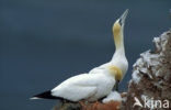 Northern Gannet (Morus bassanus)