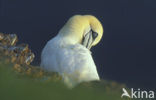 Northern Gannet (Morus bassanus)