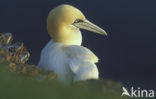 Northern Gannet (Morus bassanus)