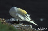 Northern Gannet (Morus bassanus)