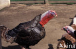 Wild Turkey (Meleagris gallopavo)
