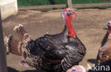 Wild Turkey (Meleagris gallopavo)