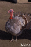 Kalkoen (Meleagris gallopavo)