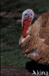 Wild Turkey (Meleagris gallopavo)