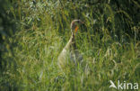 Wild Turkey (Meleagris gallopavo)