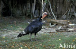 Wild Turkey (Meleagris gallopavo)