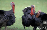 Wild Turkey (Meleagris gallopavo)