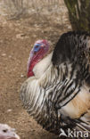 Kalkoen (Meleagris gallopavo)