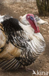 Wild Turkey (Meleagris gallopavo)