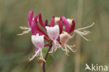 Kamperfoelie (Lonicera)