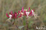 Kamperfoelie (Lonicera)