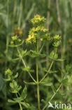 Kantig hertshooi (Hypericum dubium)