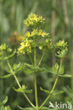 imperforate St John’s wort (Hypericum dubium)