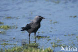 Kauw (Corvus monedula)