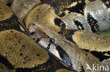 Boa constrictor imperator