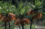 Keizerskroon (Fritillaria imperialis)