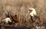 Ruff (Philomachus pugnax)