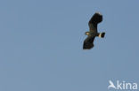 Lapwing (Vanellus vanellus)