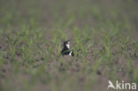 Lapwing (Vanellus vanellus)