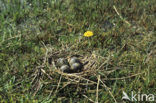 Lapwing (Vanellus vanellus)