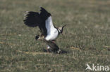 Lapwing (Vanellus vanellus)