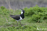 Lapwing (Vanellus vanellus)