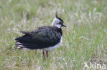 Lapwing (Vanellus vanellus)