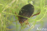Pale-thighed acilius (Acilius canaliculatus)
