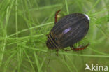 Pale-thighed acilius (Acilius canaliculatus)