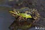 Kleine groene kikker