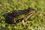 Kleine groene kikker