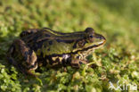 Kleine groene kikker