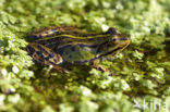 Kleine groene kikker