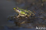 Kleine groene kikker