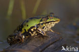 Kleine groene kikker