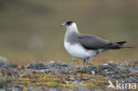 Parasitic Jaeger (Stercorarius parasiticus)