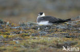 Parasitic Jaeger (Stercorarius parasiticus)