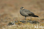 Parasitic Jaeger (Stercorarius parasiticus)