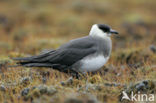 Parasitic Jaeger (Stercorarius parasiticus)