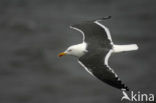 Lesser Black-backed Gull (Larus fuscus)