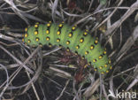 Kleine nachtpauwoog (Saturnia pavonia)