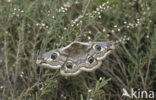 Kleine nachtpauwoog (Saturnia pavonia)