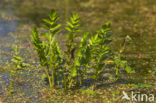 Kleine watereppe (Berula erecta)