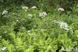 Kleine watereppe (Berula erecta)