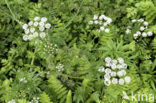 Kleine watereppe (Berula erecta)