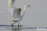 Kleine Zilverreiger (Egretta garzetta) 