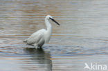 Kleine Zilverreiger (Egretta garzetta) 